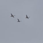 冬の終わりを告げる青森県の風物詩、渡り鳥『白鳥』飛来の様子