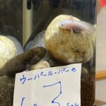 我が家のウーパールーパーの大好きなエサ（これ一択）「吉田飼料トレビオ　ウーパールーパーのエサ」