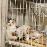 保護猫姉妹を引き取ることにしました（丸2ヶ月経過）