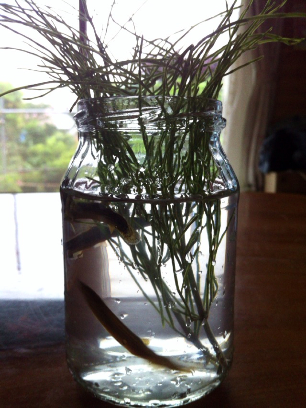 お義父さんが田んぼでドジョウを捕まえてきた