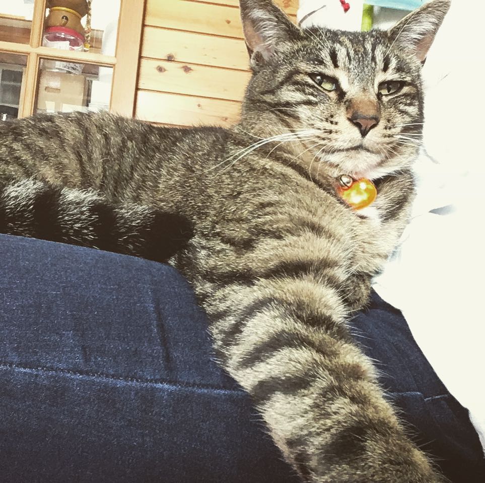 たまには甘えてあげるにゃー #cat